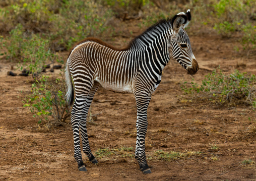 Grevy's Zebra (Equus grevyi) baby, Samburu County, Samburu National Reserve, Kenya