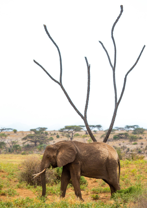 Elephant (Loxodonta africana) in front of a dead tree, Samburu County, Samburu National Reserve, Kenya