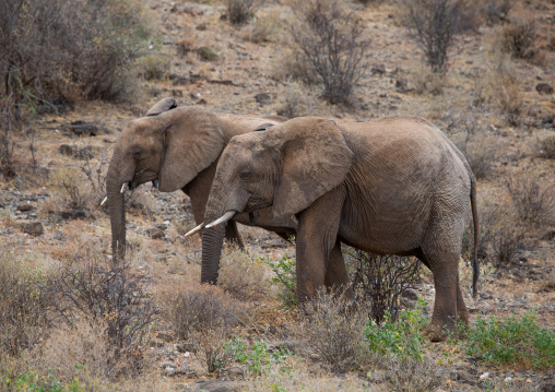 Elephants (Loxodonta africana), Samburu County, Samburu National Reserve, Kenya