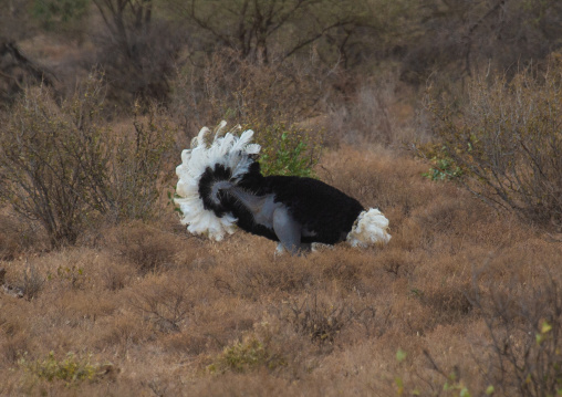 Ostrich making a love parade, Samburu County, Samburu National Reserve, Kenya