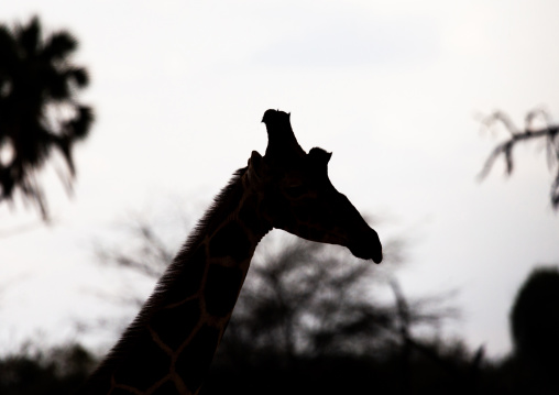 Reticulated giraffe (Giraffa camelopardalis reticulata) in the bush, Samburu County, Samburu National Reserve, Kenya