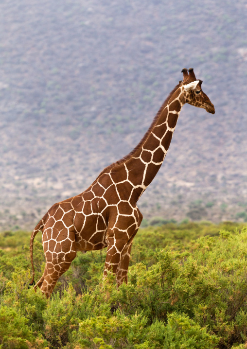 Giraffe in the bush, Samburu County, Samburu National Reserve, Kenya