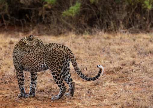 Wild African Leopard, Samburu County, Samburu National Reserve, Kenya