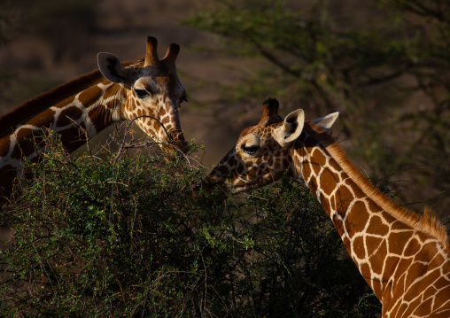 Reticulated giraffes (Giraffa camelopardalis reticulata) eating, Samburu County, Samburu National Reserve, Kenya