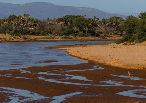 River in a landscape, Samburu County, Samburu National Reserve, Kenya