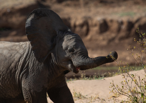 Elephant mother with her baby (Loxodonta africana), Samburu County, Samburu National Reserve, Kenya