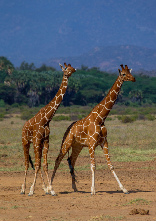Reticulated giraffes (Giraffa camelopardalis reticulata) in the bush, Samburu County, Samburu National Reserve, Kenya