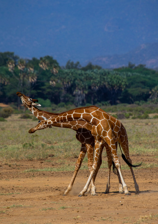 Reticulated giraffes (Giraffa camelopardalis reticulata) fighting, Samburu County, Samburu National Reserve, Kenya