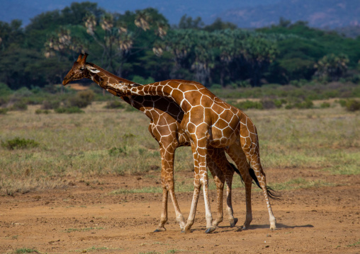 Reticulated giraffes (Giraffa camelopardalis reticulata) fighting, Samburu County, Samburu National Reserve, Kenya