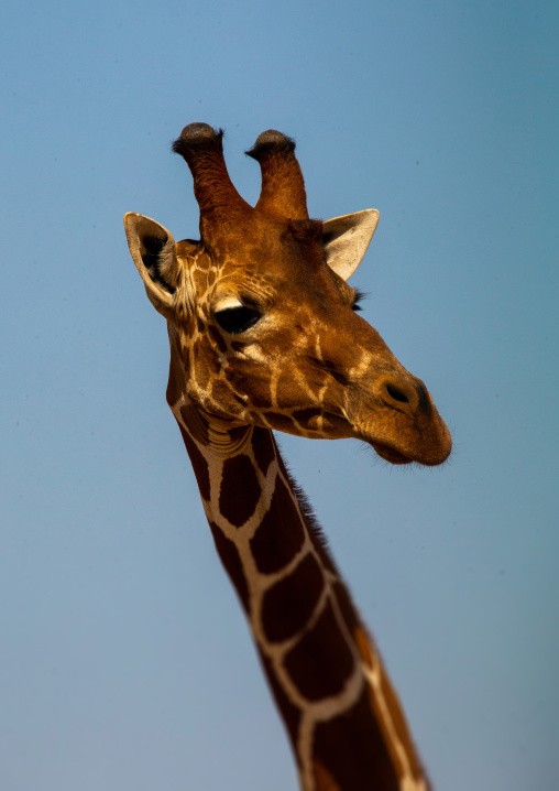 Reticulated giraffe (Giraffa camelopardalis reticulata) head, Samburu County, Samburu National Reserve, Kenya