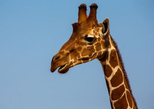 Reticulated giraffe (Giraffa camelopardalis reticulata) head, Samburu County, Samburu National Reserve, Kenya