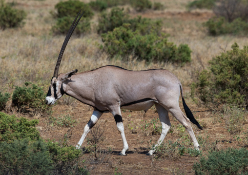 Oryx in the bush, Samburu County, Samburu National Reserve, Kenya