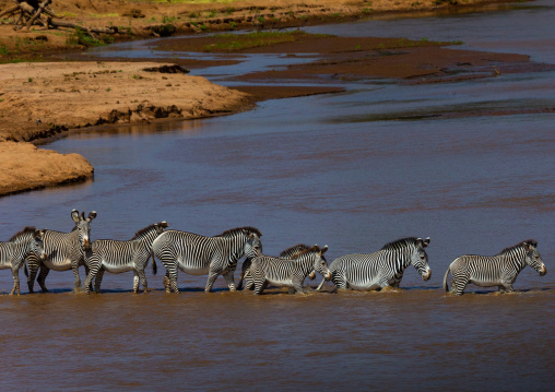 Grevy's Zebras (Equus grevyi) crossing a river in line, Samburu County, Samburu National Reserve, Kenya