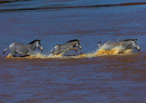 Grevy's Zebras (Equus grevyi) crossing a river in line, Samburu County, Samburu National Reserve, Kenya