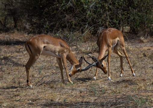 Impalas (Aepyceros melampus) fighting, Samburu County, Samburu National Reserve, Kenya