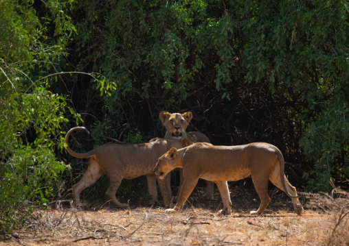Lionesses, Samburu County, Samburu National Reserve, Kenya