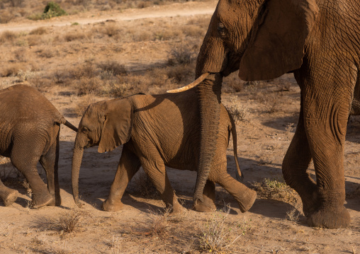 Herd of elephants (Loxodonta africana) with babies, Samburu County, Samburu National Reserve, Kenya