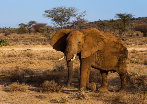 Elephant (Loxodonta africana) looking at camera, Samburu County, Samburu National Reserve, Kenya