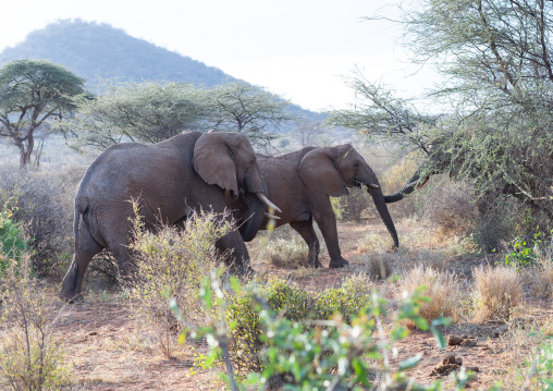 Herd of elephants (Loxodonta africana), Samburu County, Samburu National Reserve, Kenya