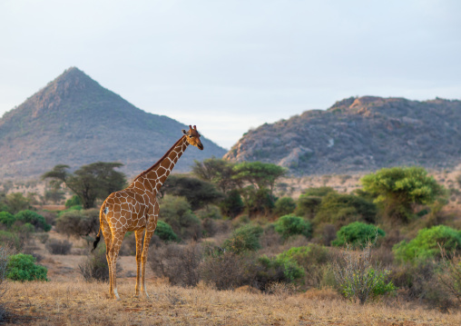Giraffe in the bush, Samburu County, Samburu National Reserve, Kenya