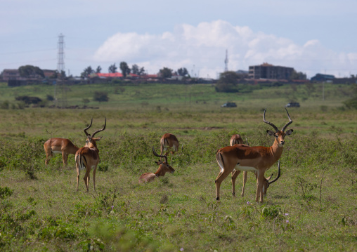 Male impala (aepyceros melampus), Rift Valley Province, Nakuru, Kenya