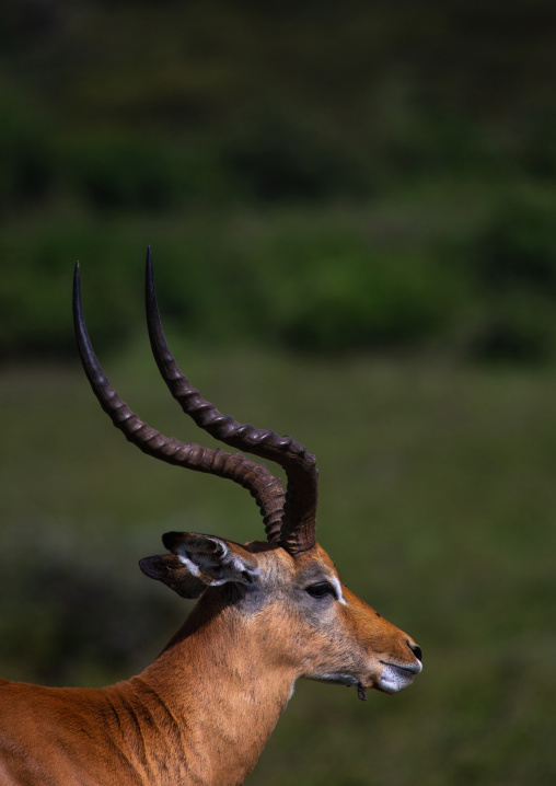Male impalas (aepyceros melampus), Rift Valley Province, Nakuru, Kenya