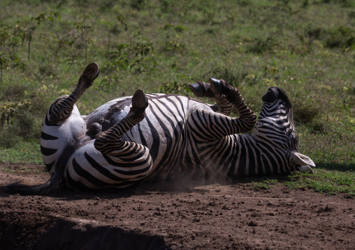 Male zebra rolling on its back, Rift Valley Province, Nakuru, Kenya