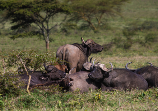 Buffalos in the grass, Rift Valley Province, Nakuru, Kenya
