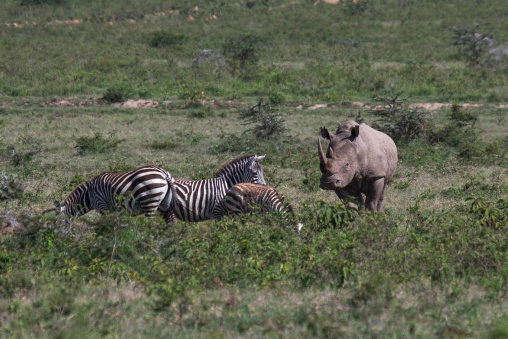 Rhino with zebras in the bush, Rift Valley Province, Nakuru, Kenya