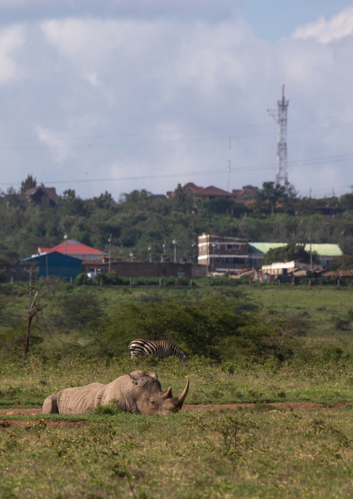 White rhino in front of a town, Rift Valley Province, Nakuru, Kenya