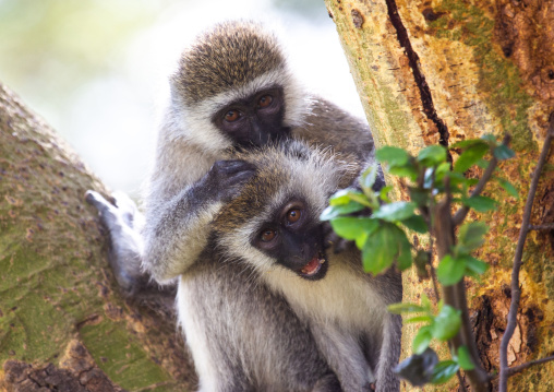 Vervet monkeys grooming their fur, Rift Valley Province, Nakuru, Kenya