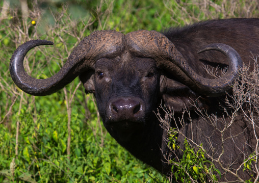Buffalo looking at camera, Rift Valley Province, Nakuru, Kenya