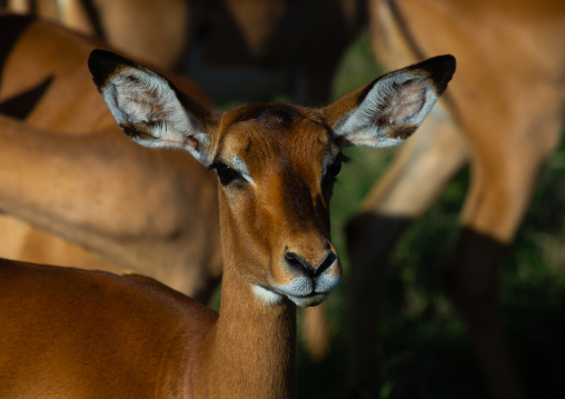 Female impala (Aepyceros melampus), Rift Valley Province, Nakuru, Kenya