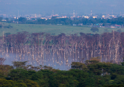 Dead trees in front of the rising waters of a lake, Rift Valley Province, Nakuru, Kenya