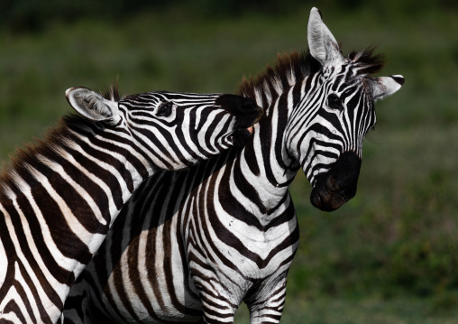 Zebras fighting, Rift Valley Province, Nakuru, Kenya