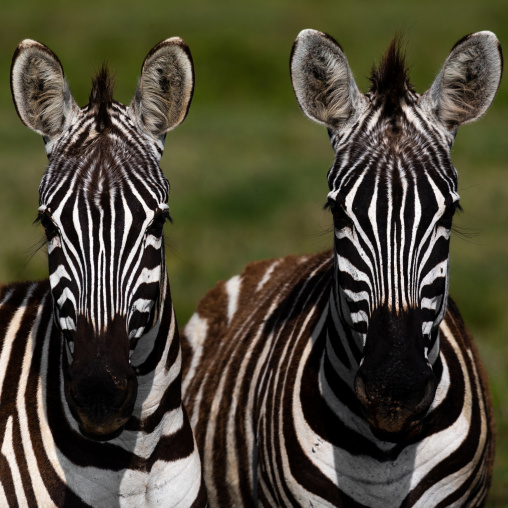 Two zebras looking at camera, Rift Valley Province, Nakuru, Kenya