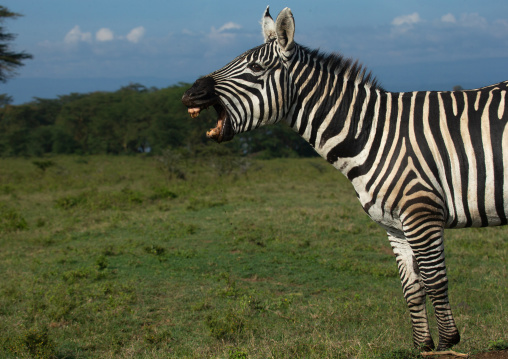 Zebra with open mouth, Rift Valley Province, Nakuru, Kenya