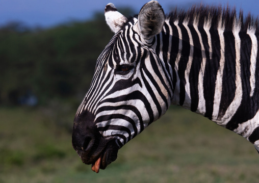 Zebra showing its tongue, Rift Valley Province, Nakuru, Kenya