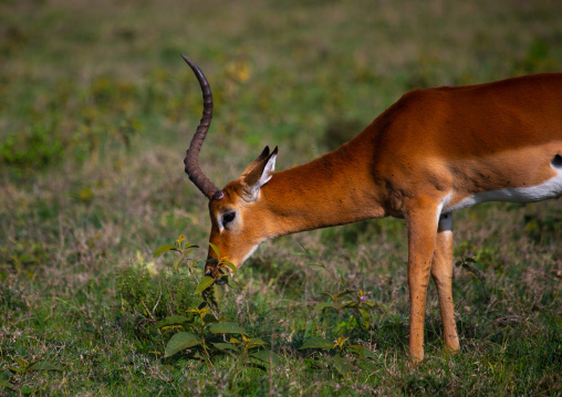 Impala (Aepyceros melampus), Rift Valley Province, Nakuru, Kenya