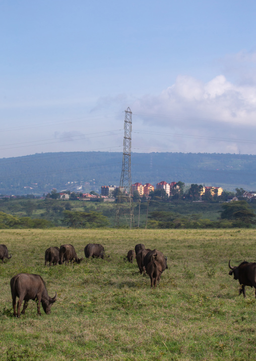 Buffalos in the grass in front of a town, Rift Valley Province, Nakuru, Kenya