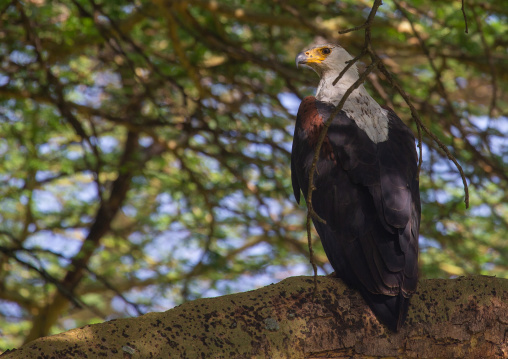 Eagle in a tree, Rift Valley Province, Nakuru, Kenya