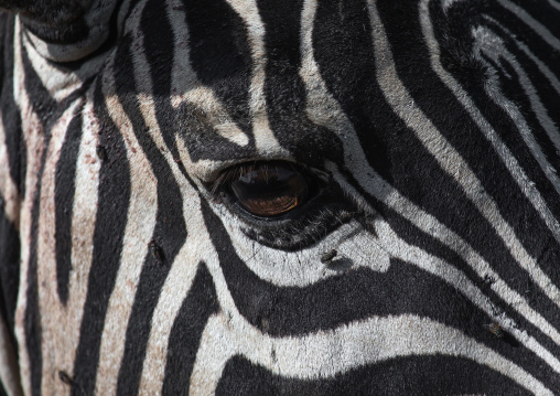 Zebra eye close up, Rift Valley Province, Nakuru, Kenya