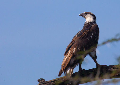 Eagle in a tree, Rift Valley Province, Nakuru, Kenya