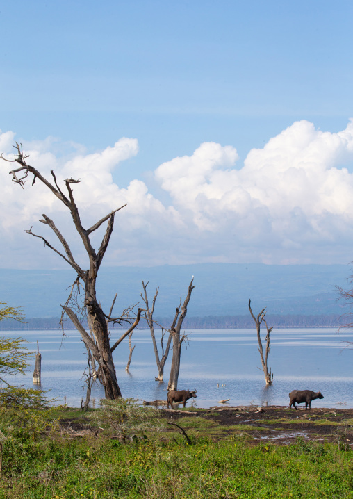 Dead trees in front of the rising waters of a lake, Rift Valley Province, Nakuru, Kenya