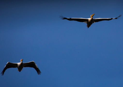 Great White Pelicans (Pelecanus onocrotalus) flying, Rift Valley Province, Nakuru, Kenya