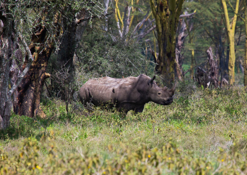 White rhino in the bush, Rift Valley Province, Nakuru, Kenya