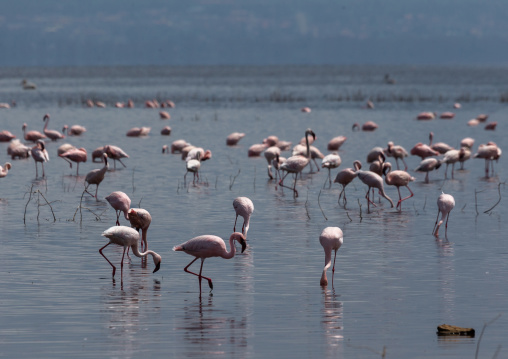 Pink flamingos eating in a lake, Rift Valley Province, Nakuru, Kenya