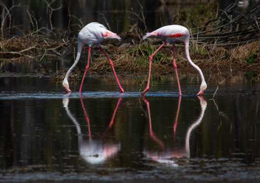 Pink flamingos eating in a lake, Rift Valley Province, Nakuru, Kenya