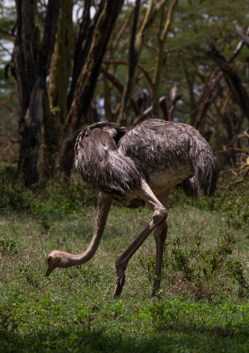 Female ostrich, Rift Valley Province, Nakuru, Kenya