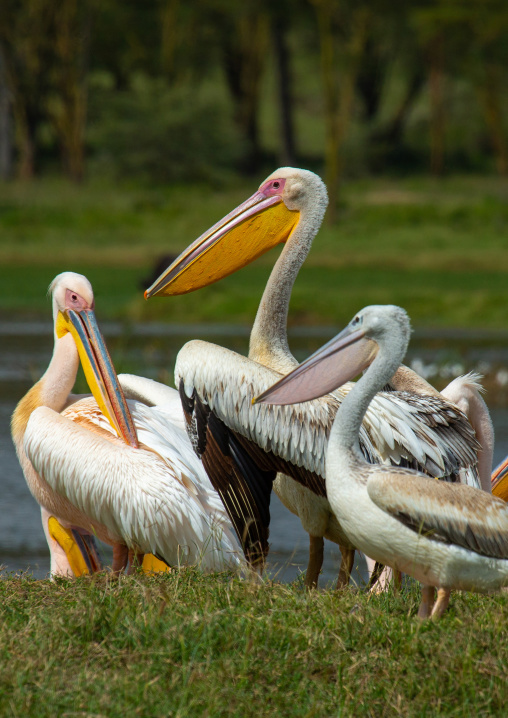 Great White Pelicans (Pelecanus onocrotalus), Rift Valley Province, Nakuru, Kenya